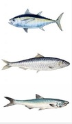 Seafood & Caviar