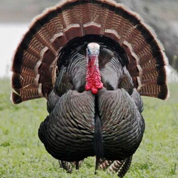 Now accepting orders for Thanksgiving Turkeys